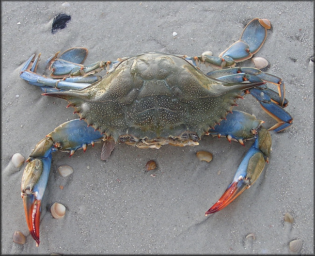 blue crab